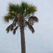 A Palm Tree overlooking the Gulf of Mexico Western Florida