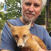 Rescued fox cub August 2022