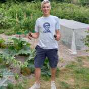 Harvesting courgettes at my Sussex veg patch